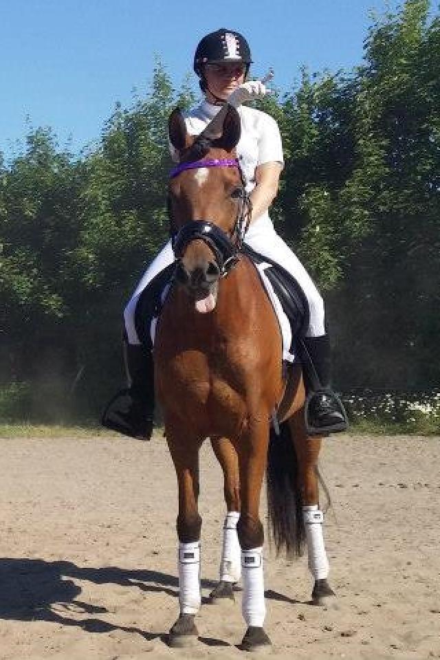 Arabisk fuldblod (OX) Anaya el karmdal oc ox billede 7