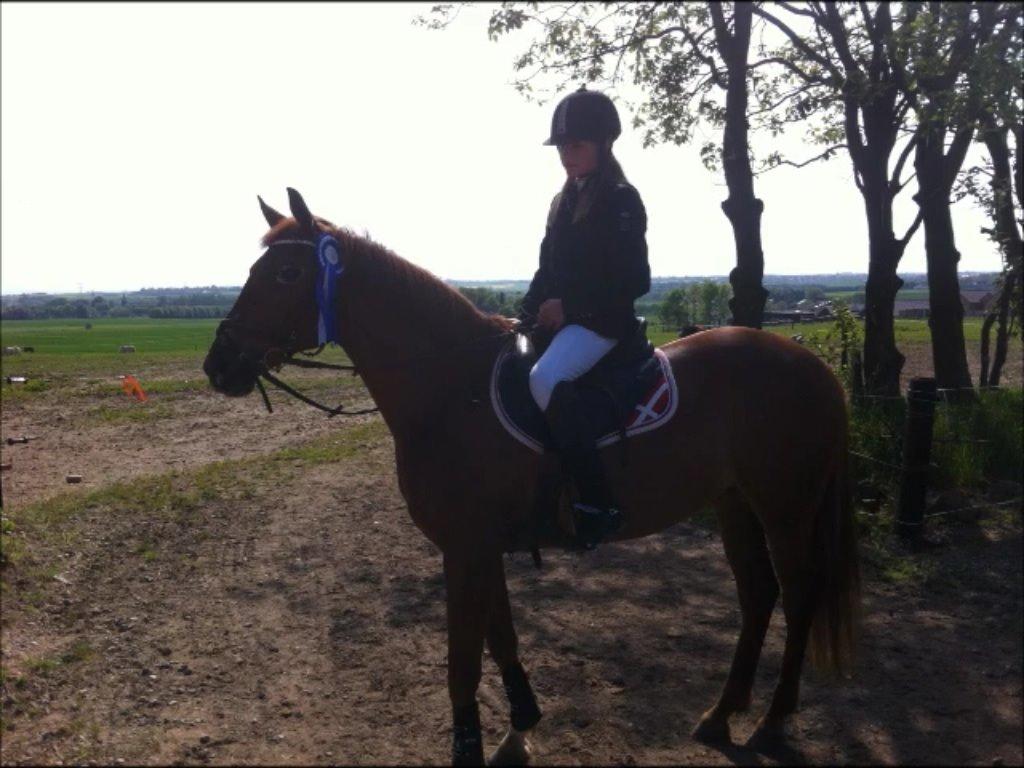 Hollandsk Sportspony IRIS #my bedst friend# - Min fårste placering på hende<3 billede 5