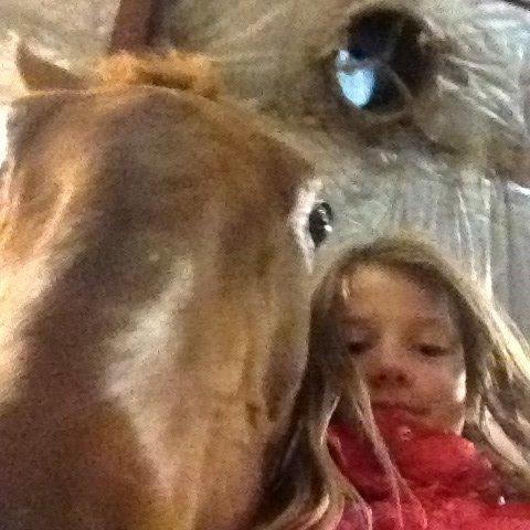 Hollandsk Sportspony IRIS #my bedst friend# - #selfie# billede 9