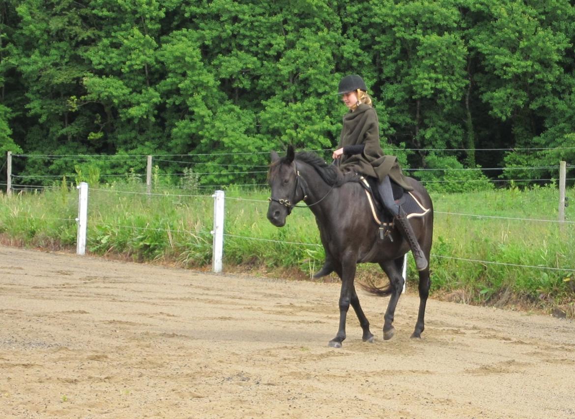 Anden særlig race Ayla (Tidl. hest) billede 8