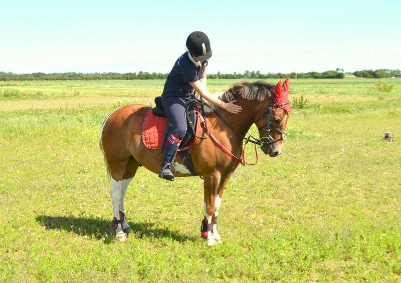 Pinto PRINS KASHMIR billede 10