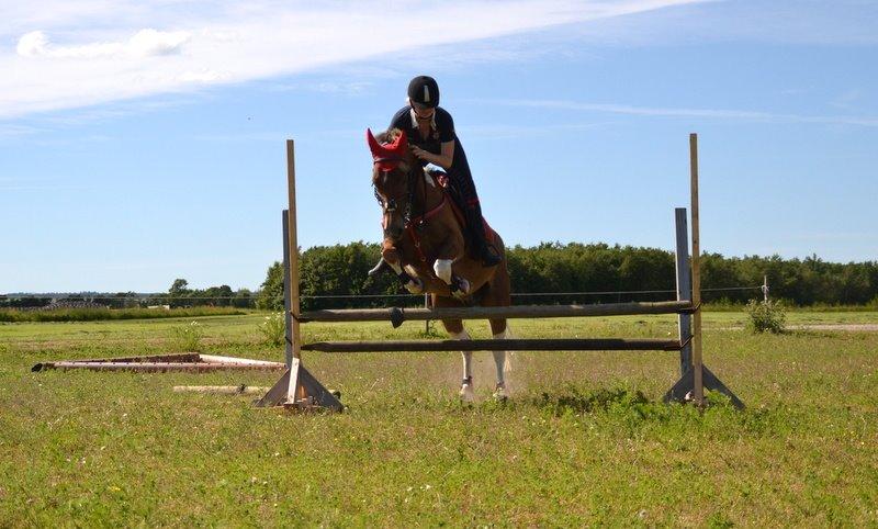 Pinto PRINS KASHMIR billede 4