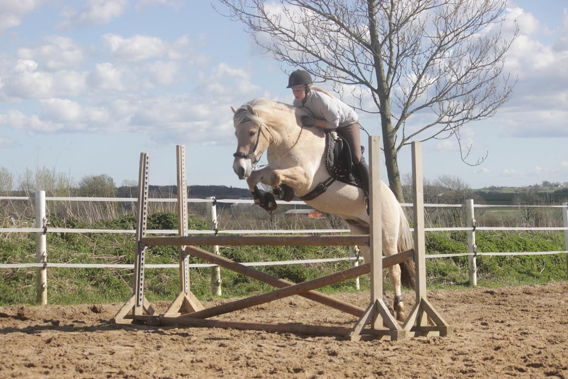 Fjordhest JNT's Silas - Spring forår 2014 billede 3