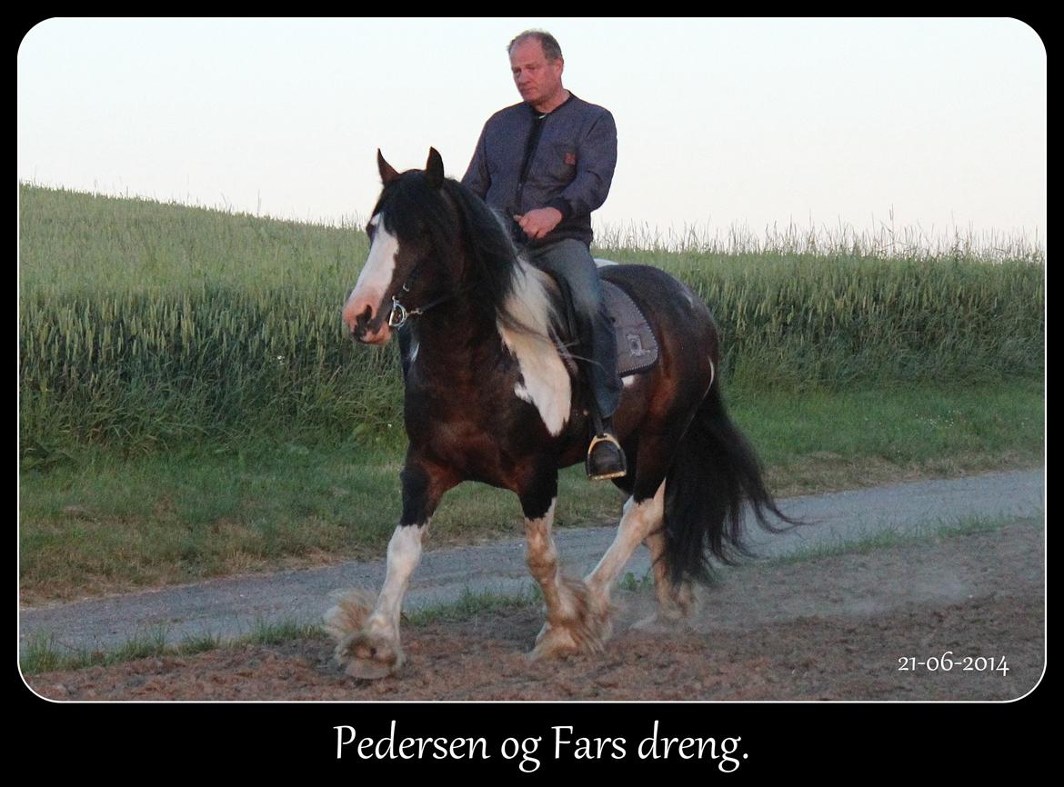 Tinker Anton *AVL`S HINGST* billede 19