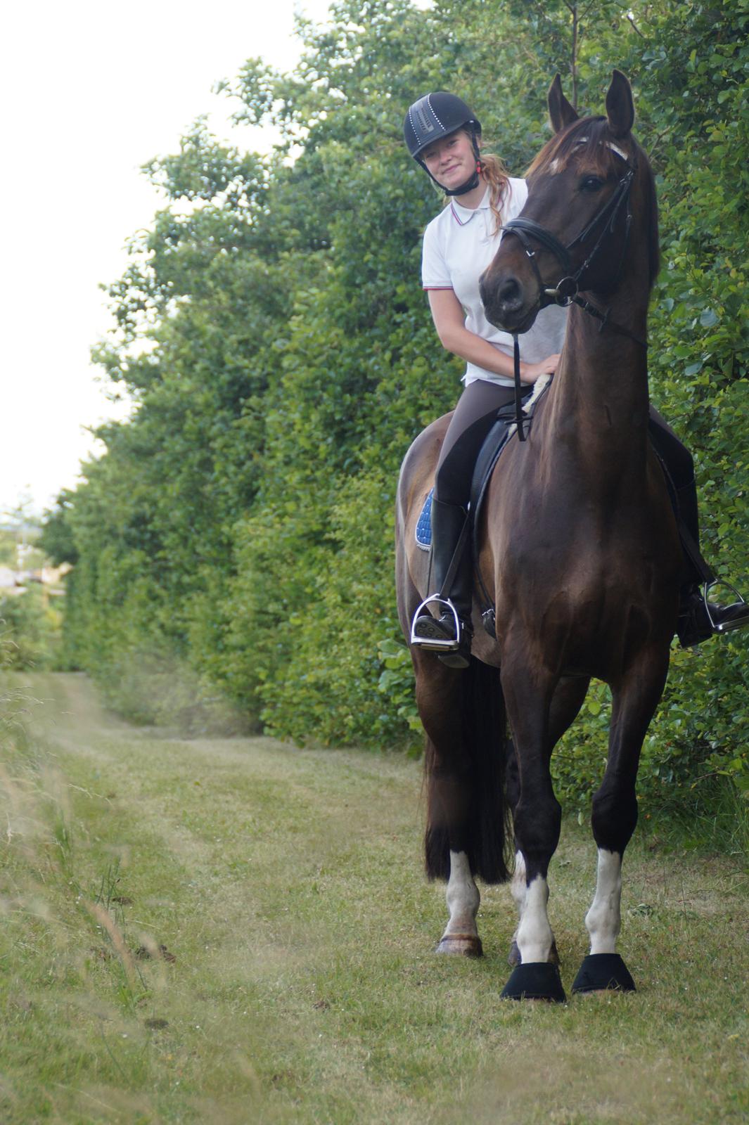 Dansk Varmblod - Laurberggaard's Ludwig - Sidste ridetur sammen.... :( - D.21/06-2014 billede 37