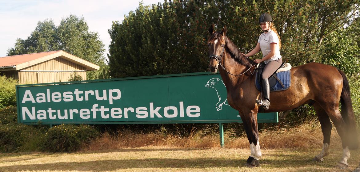 Dansk Varmblod - Laurberggaard's Ludwig - Sidste ridetur sammen.... :( - D.21/06-2014 billede 50