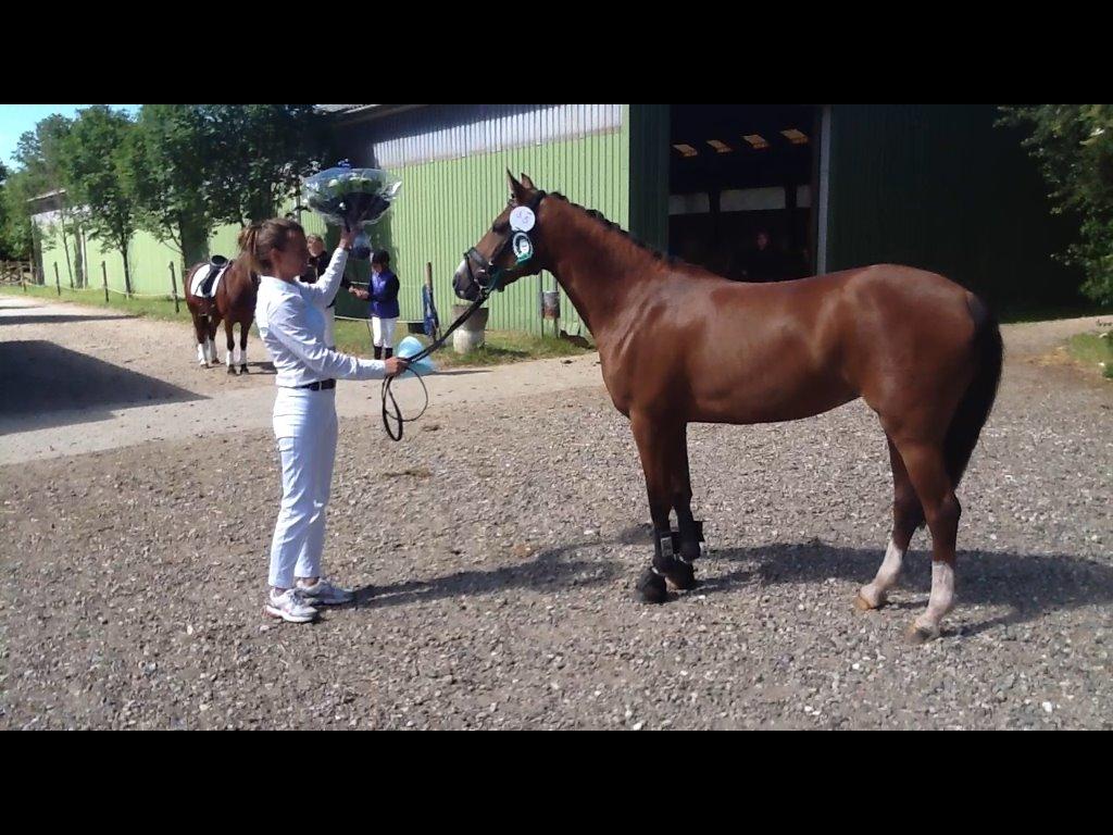 Tysk Sportspony Afrodite Rygaard - solgt til NORGE billede 3
