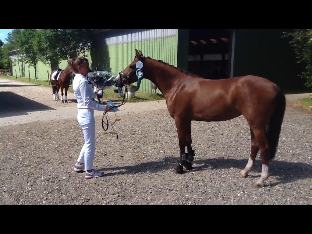 Tysk Sportspony Afrodite Rygaard - solgt til NORGE billede 4