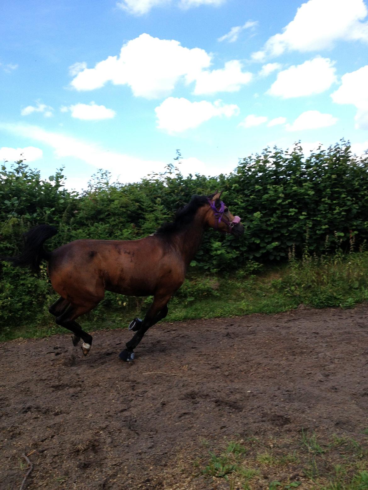 New Forest Orchid's Sheila B-pony billede 18