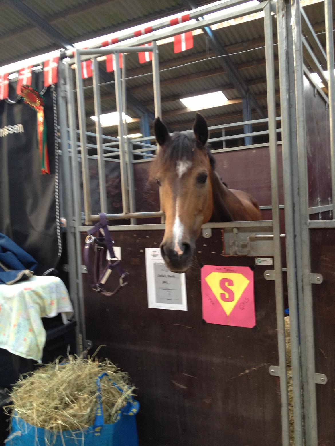 New Forest Orchid's Sheila B-pony billede 9