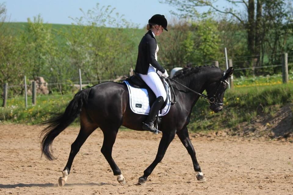 Tysk Sportspony Lady Chanel billede 2