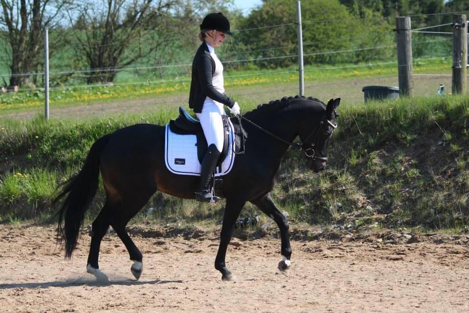 Tysk Sportspony Lady Chanel billede 3