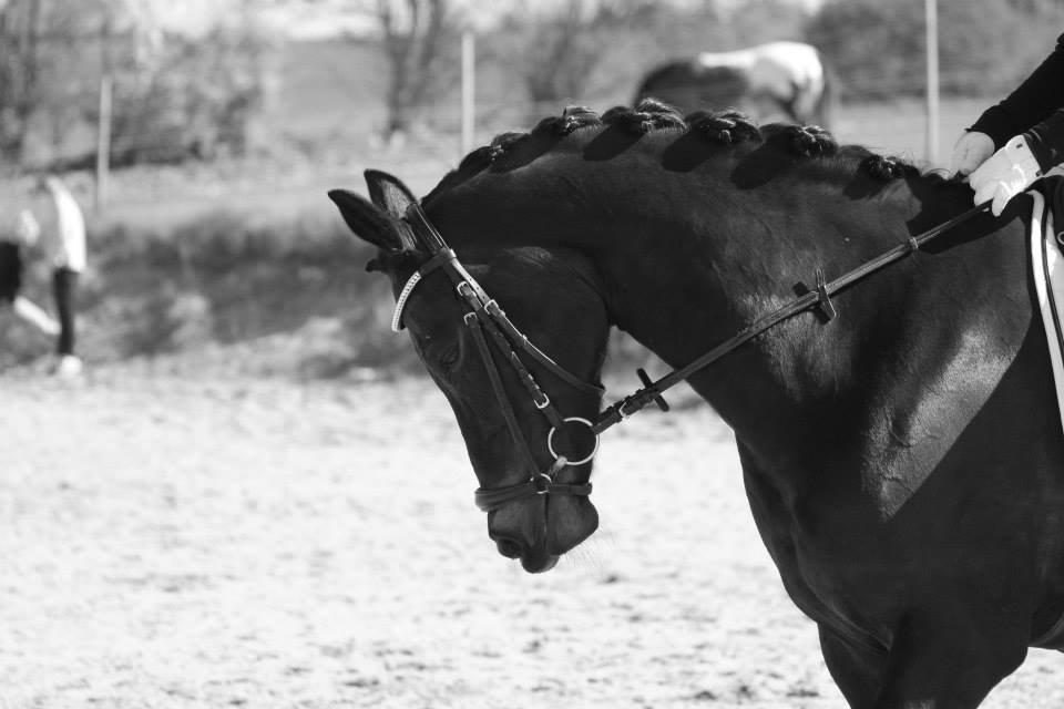 Tysk Sportspony Lady Chanel billede 4