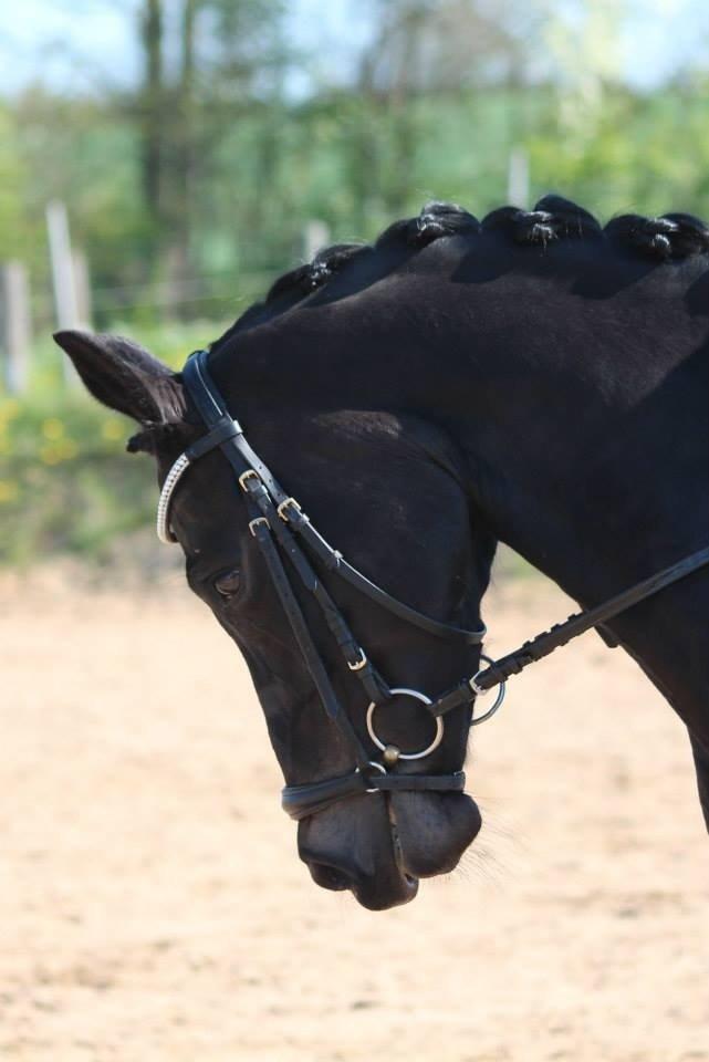 Tysk Sportspony Lady Chanel billede 5