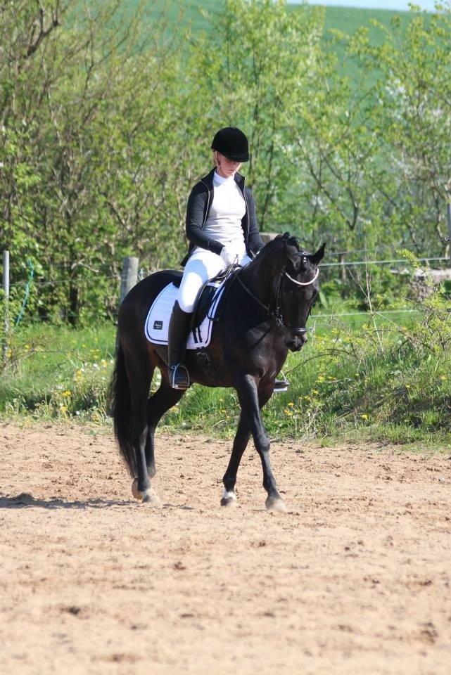 Tysk Sportspony Lady Chanel billede 6