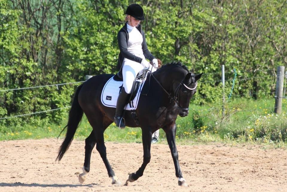 Tysk Sportspony Lady Chanel billede 7