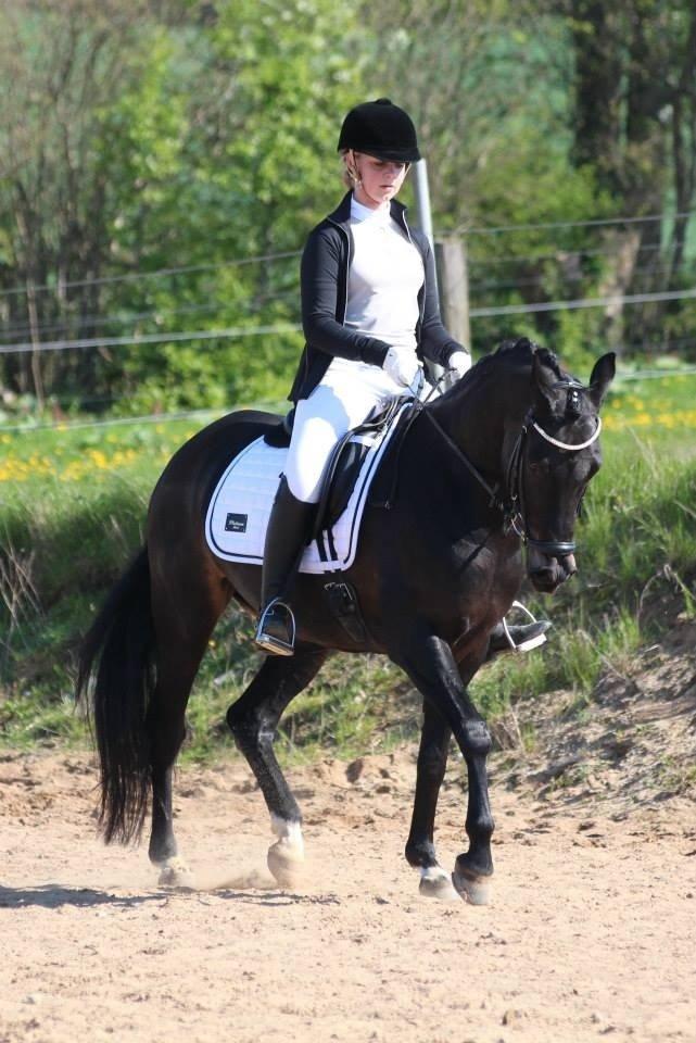 Tysk Sportspony Lady Chanel billede 8