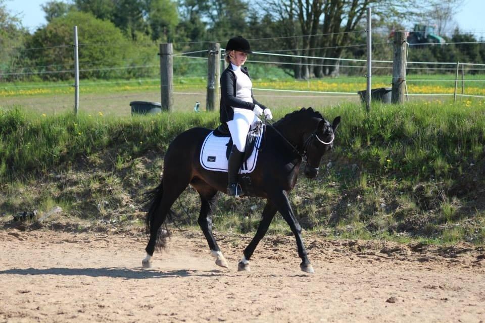 Tysk Sportspony Lady Chanel billede 9