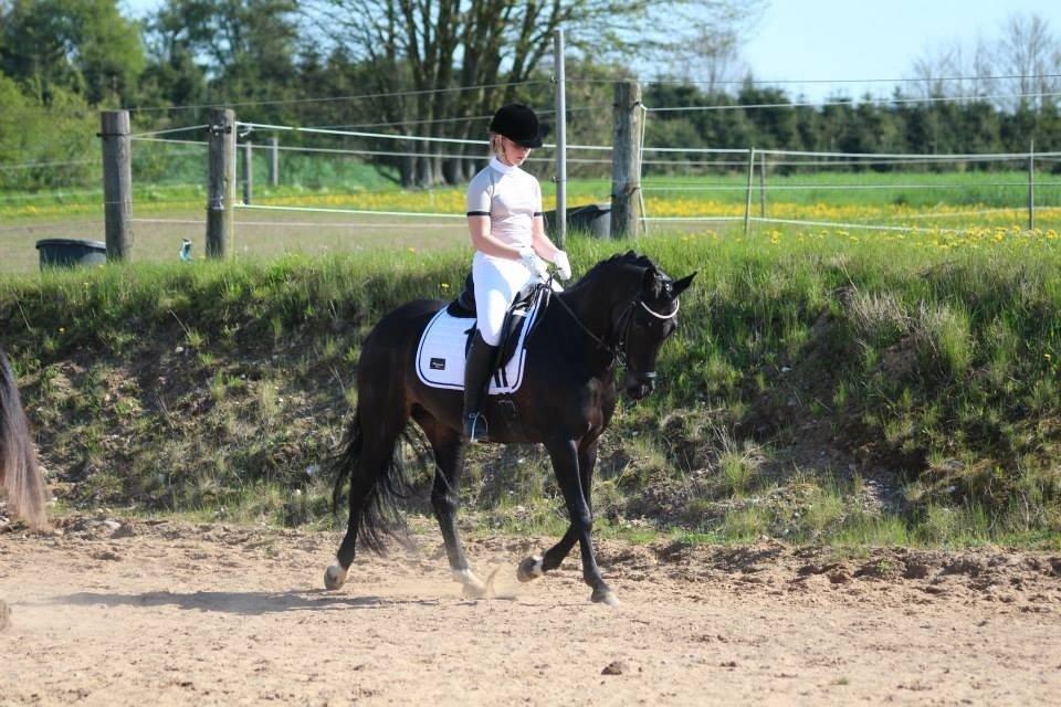 Tysk Sportspony Lady Chanel billede 10