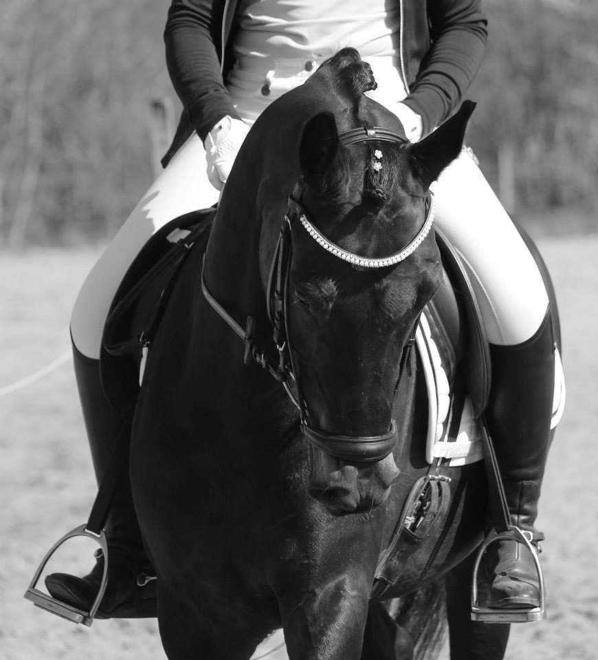 Tysk Sportspony Lady Chanel billede 1