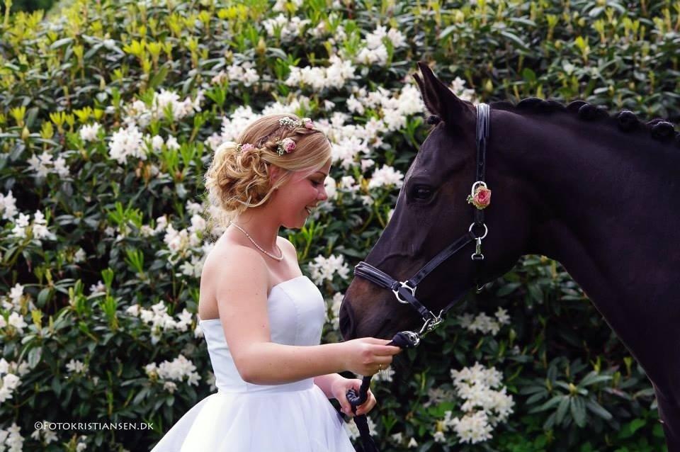 Tysk Sportspony Lady Chanel billede 11