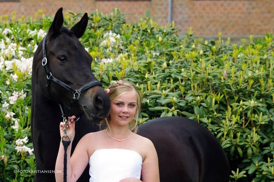 Tysk Sportspony Lady Chanel billede 12