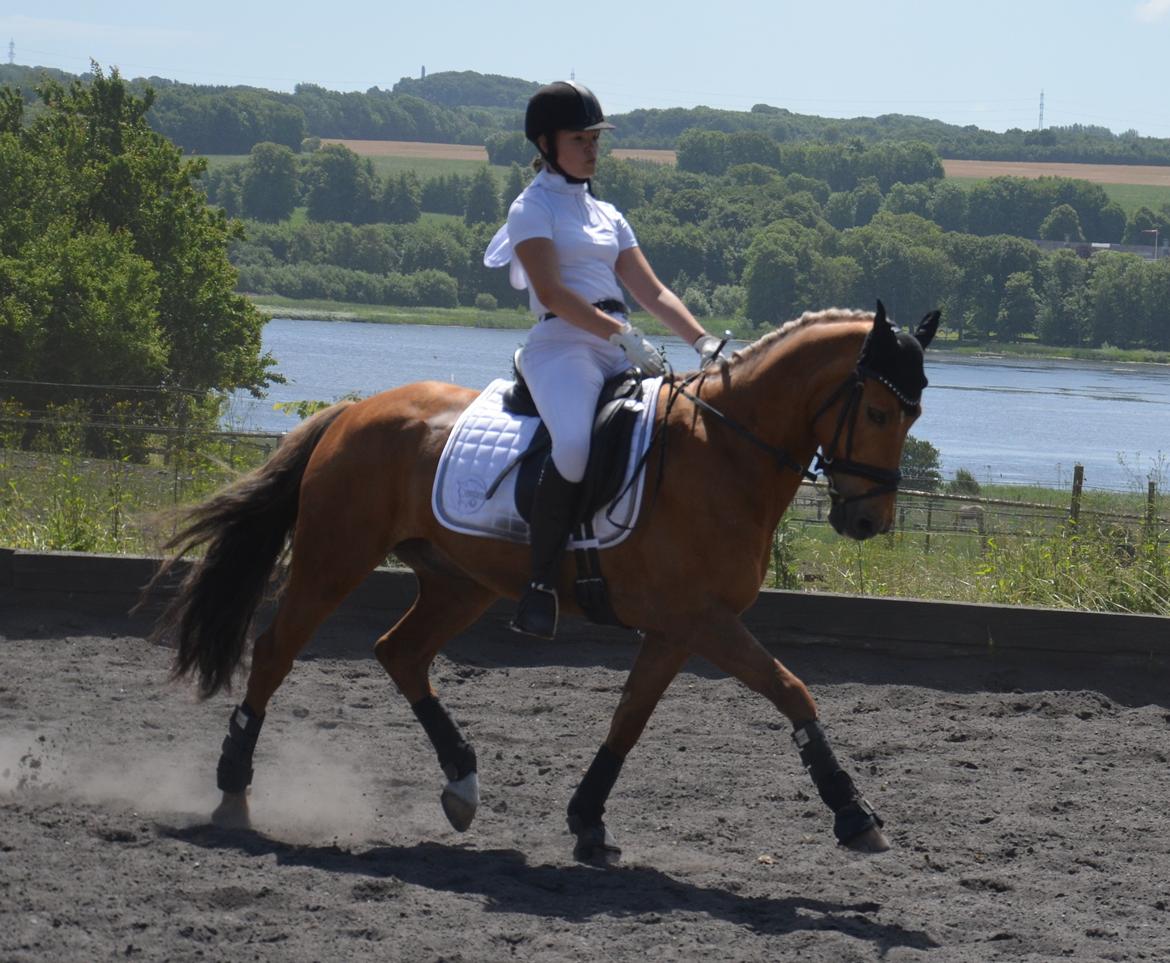 Hollandsk Sportspony Golden Star * B-pony* - Stævne på årslevgård billede 2