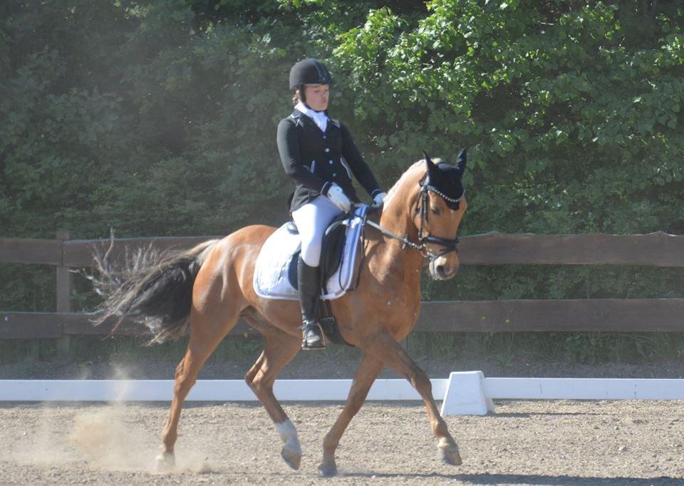 Hollandsk Sportspony Golden Star * B-pony* - C-stævne i Hylke! billede 7