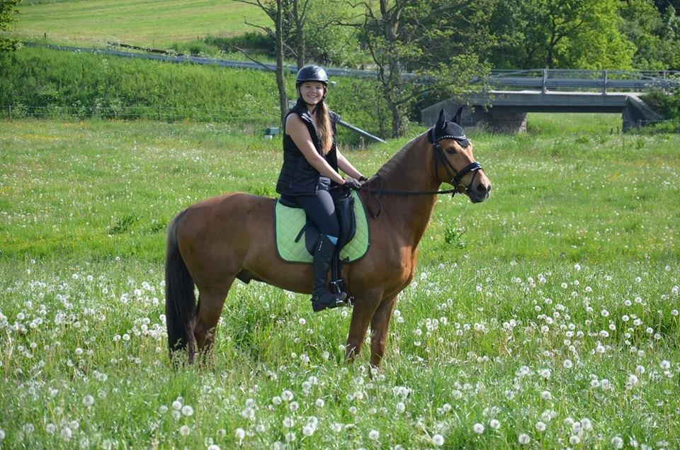 Hollandsk Sportspony Golden Star * B-pony* - Hygge på engen billede 4