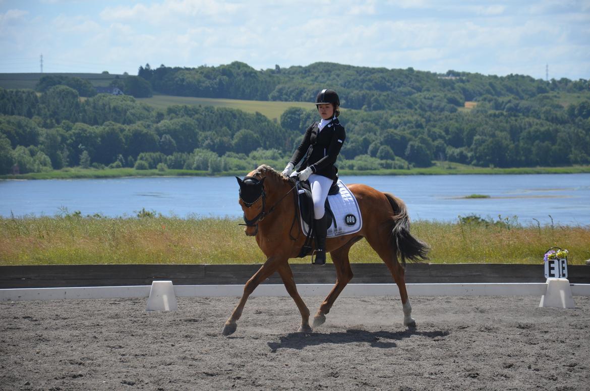 Hollandsk Sportspony Golden Star * B-pony* - Stævne i Årslevgård billede 5