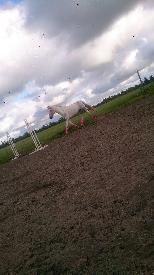 Pinto Je T'amie - Et bilede hvor hun skulle være foto-model til sine nye PC gamacher  billede 4