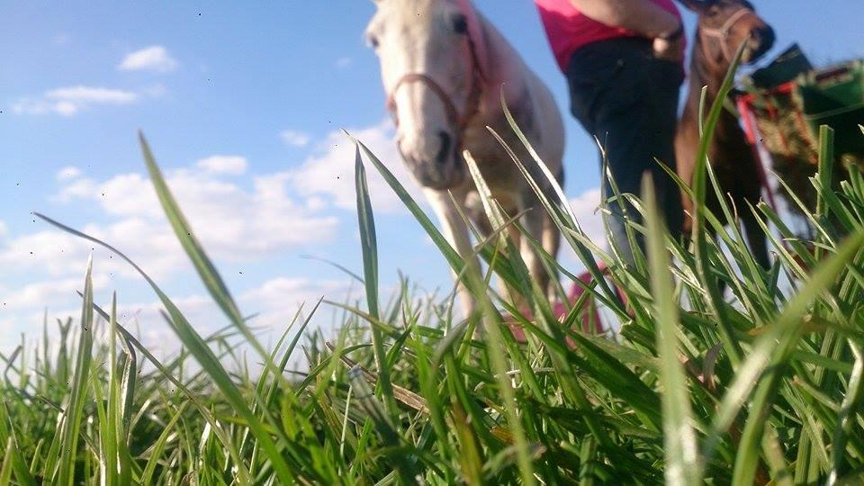 Pinto Je T'amie - Et billede fra der de kom på døgn fold :) billede 3