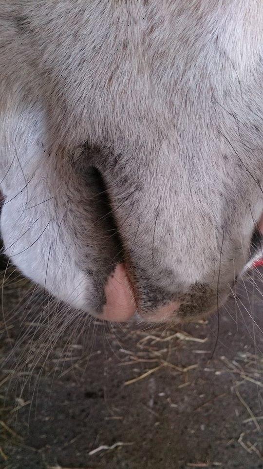 Pinto Je T'amie - Har altid elsket mule-billeder :D billede 5