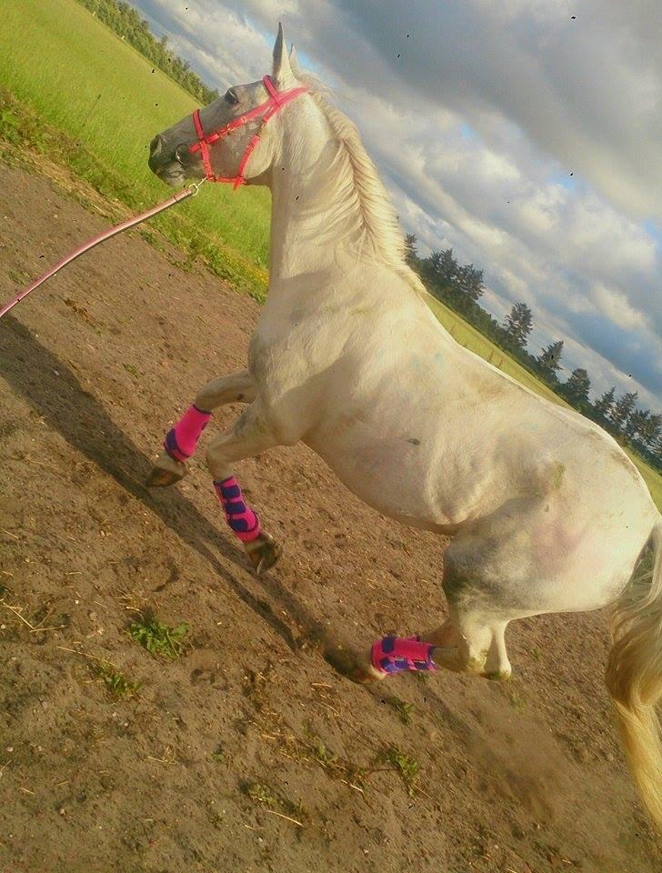 Pinto Je T'amie - Igen model til sine PC gamacher billede 6