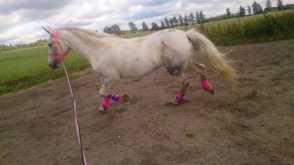 Pinto Je T'amie - Igen, igen model til sine PC gamacher billede 7