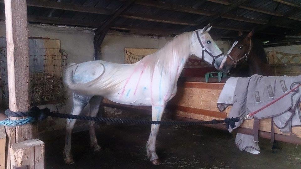 Pinto Je T'amie - Et skønt billede hvor hun hilser på sin nye fold-kammerart Kia :) billede 8