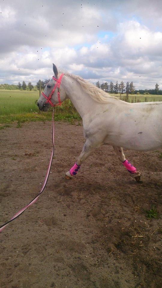 Pinto Je T'amie - Endnu et billede med sine PC gamacher billede 10