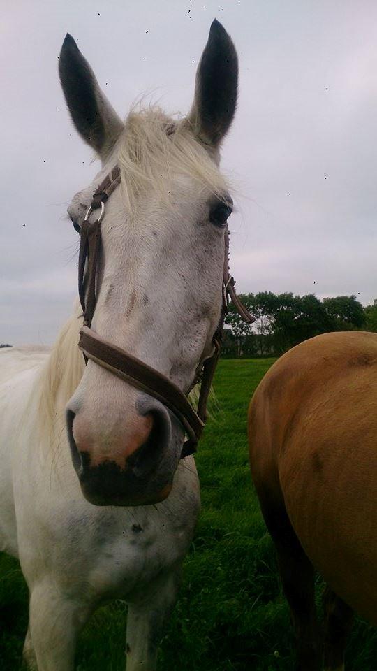 Pinto Je T'amie - Je T'aime's knap så kloge side :D billede 11