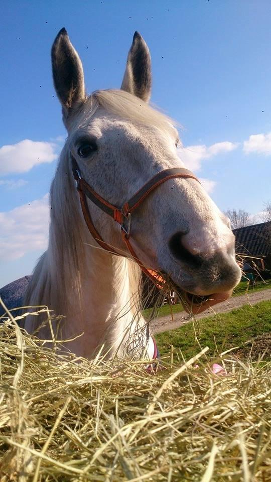 Pinto Je T'amie - Et billede fra der de var kommet på døgn-fold billede 9