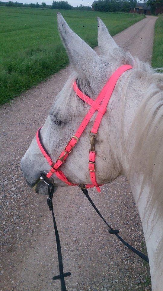 Pinto Je T'amie - Et billede efter  25 km. :) billede 13