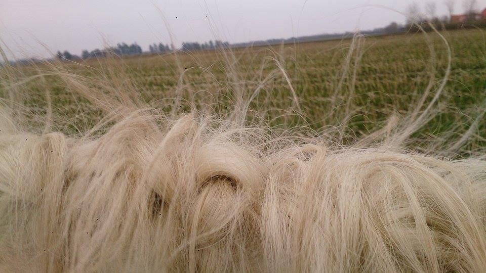 Pinto Je T'amie billede 14