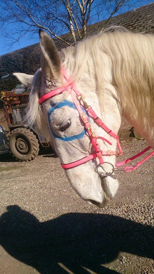 Pinto Je T'amie billede 15