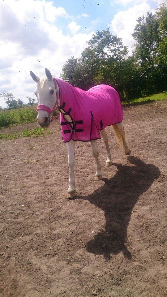 Pinto Je T'amie - Hun er jo en pige :D billede 12