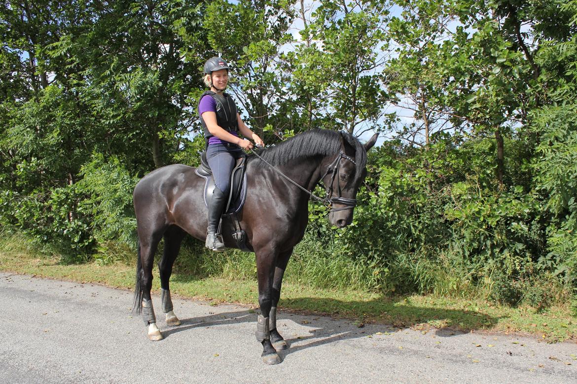 Hollandsk Varmblod Diamond K billede 3