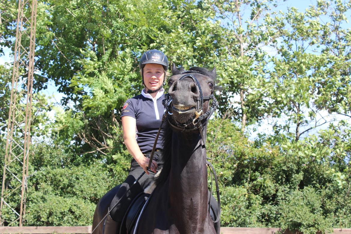 Hollandsk Varmblod Diamond K billede 4