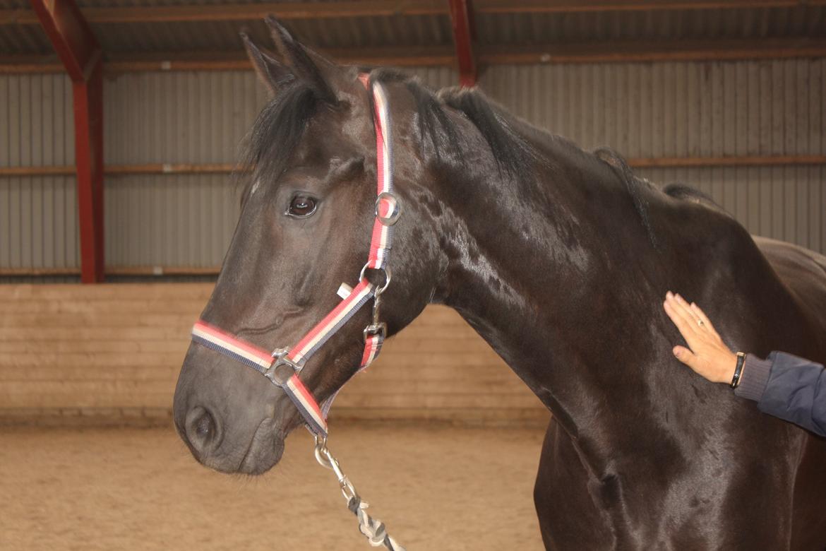 Hollandsk Varmblod Diamond K - Lige sprunget ud af lastbilen (bogstavligtalt) billede 2