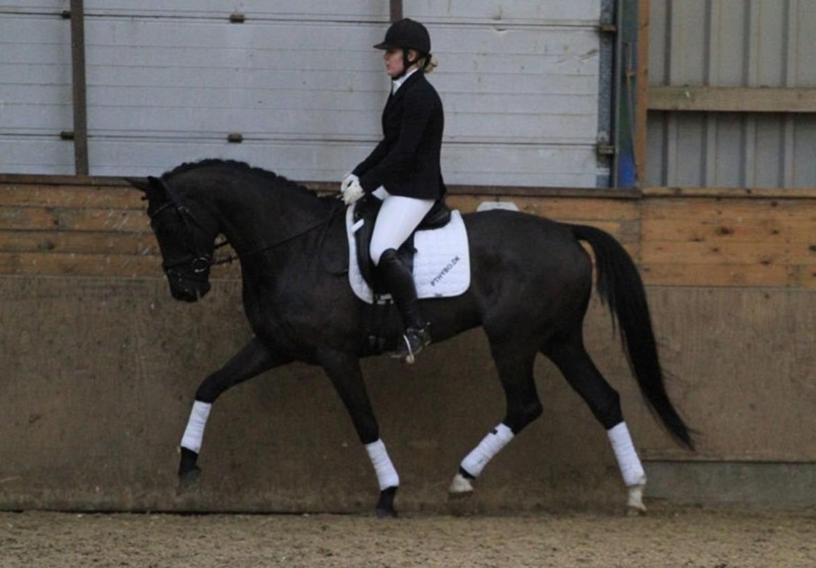 Hollandsk Varmblod Diamond K - Diamond hos tidligere ejer billede 7