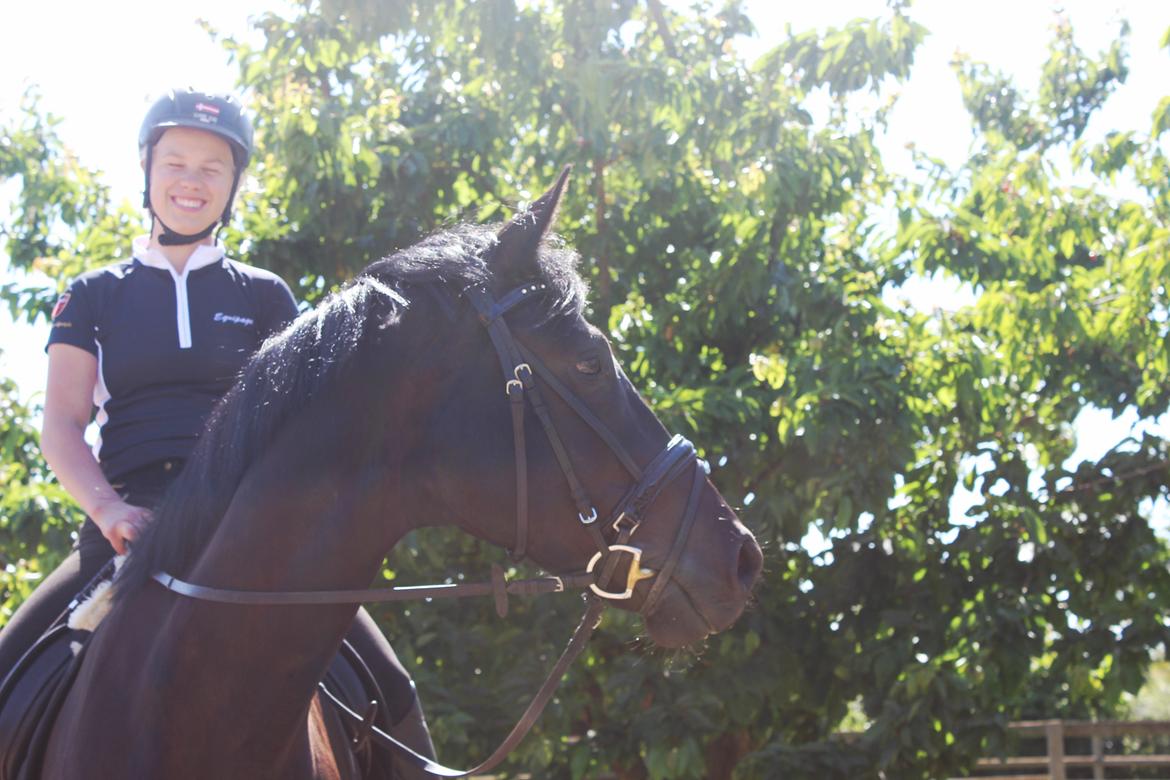 Hollandsk Varmblod Diamond K billede 5