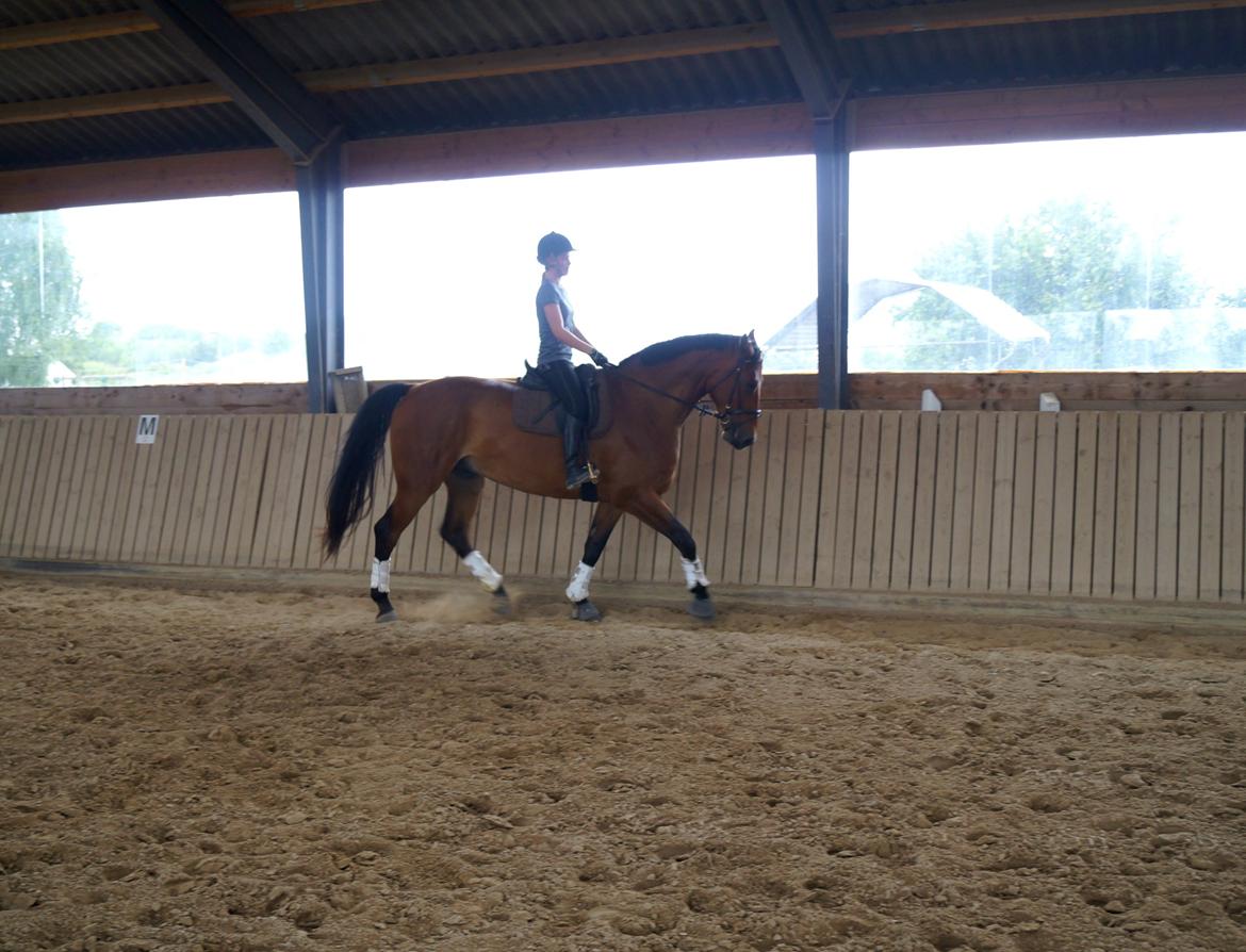 Dansk Varmblod Gipson billede 4