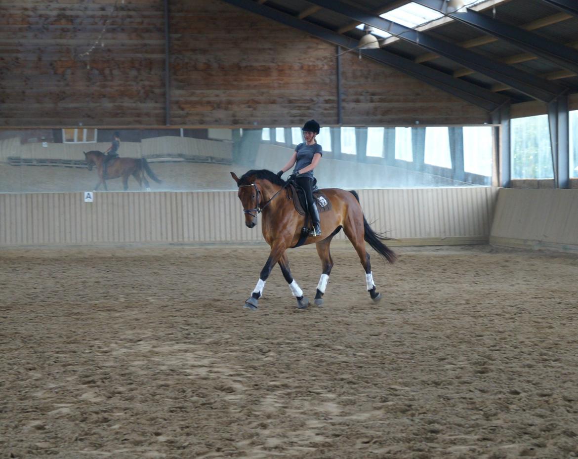 Dansk Varmblod Gipson billede 1